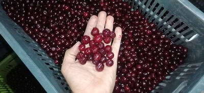 فروش آلبالو منجمد