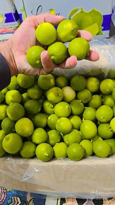 فروش لیموترش رودان