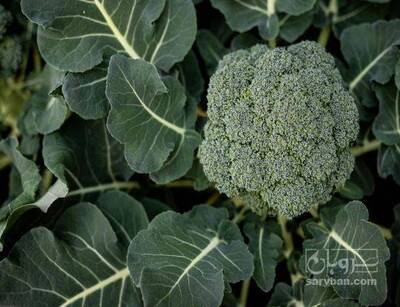 فروش کلم بروکلی