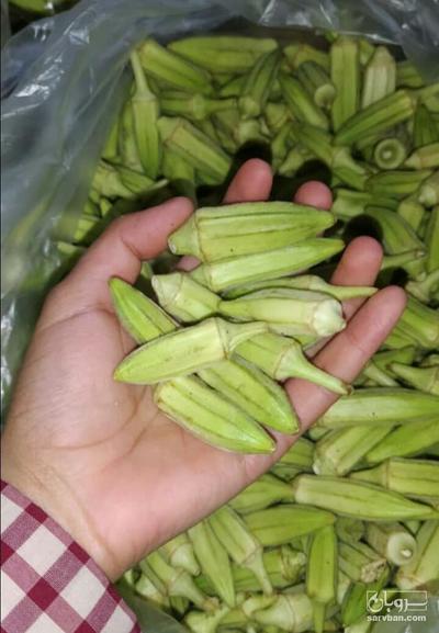 فروش بامیه