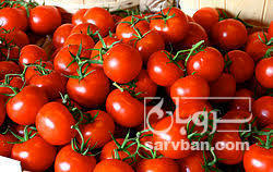 فروش گوجه فرنگی8320