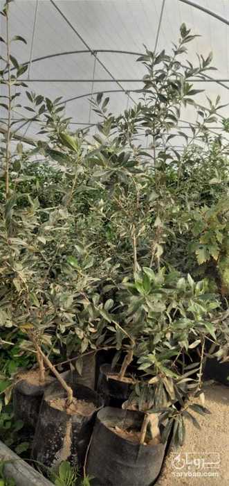 فروش نهال زیتون