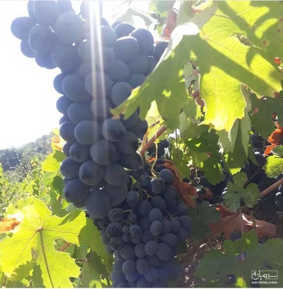 فروش انگور سیاه