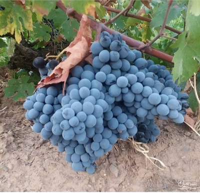 فروش انگور سیاه