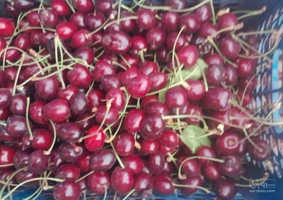 فروش گیلاس