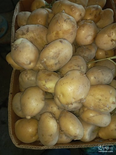 فروش سیب زمینی