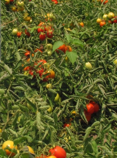 فروش گوجه فرنگی