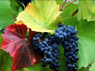 فروش انگور سیاه