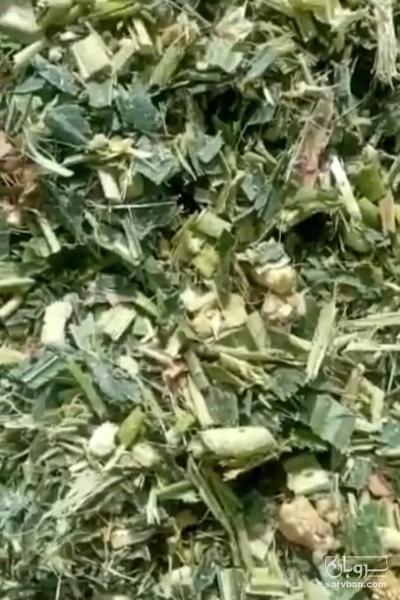 فروش ذرت علوفه ایی چاپر فله