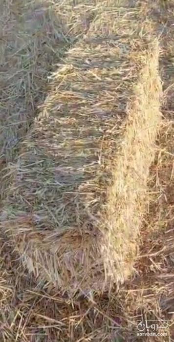 فروش کاه و کلش گندم
