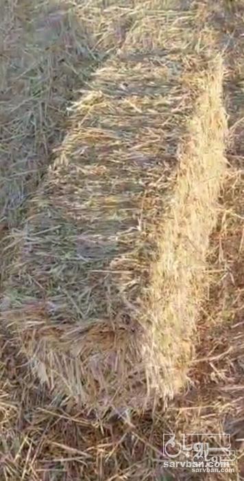 فروش کاه و کلش گندم