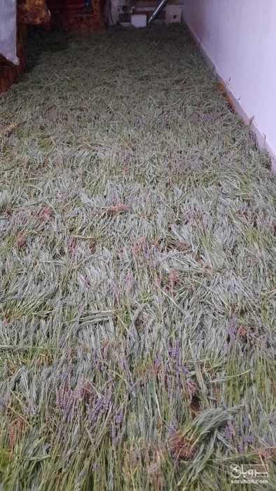 فروش اسطوخودوس