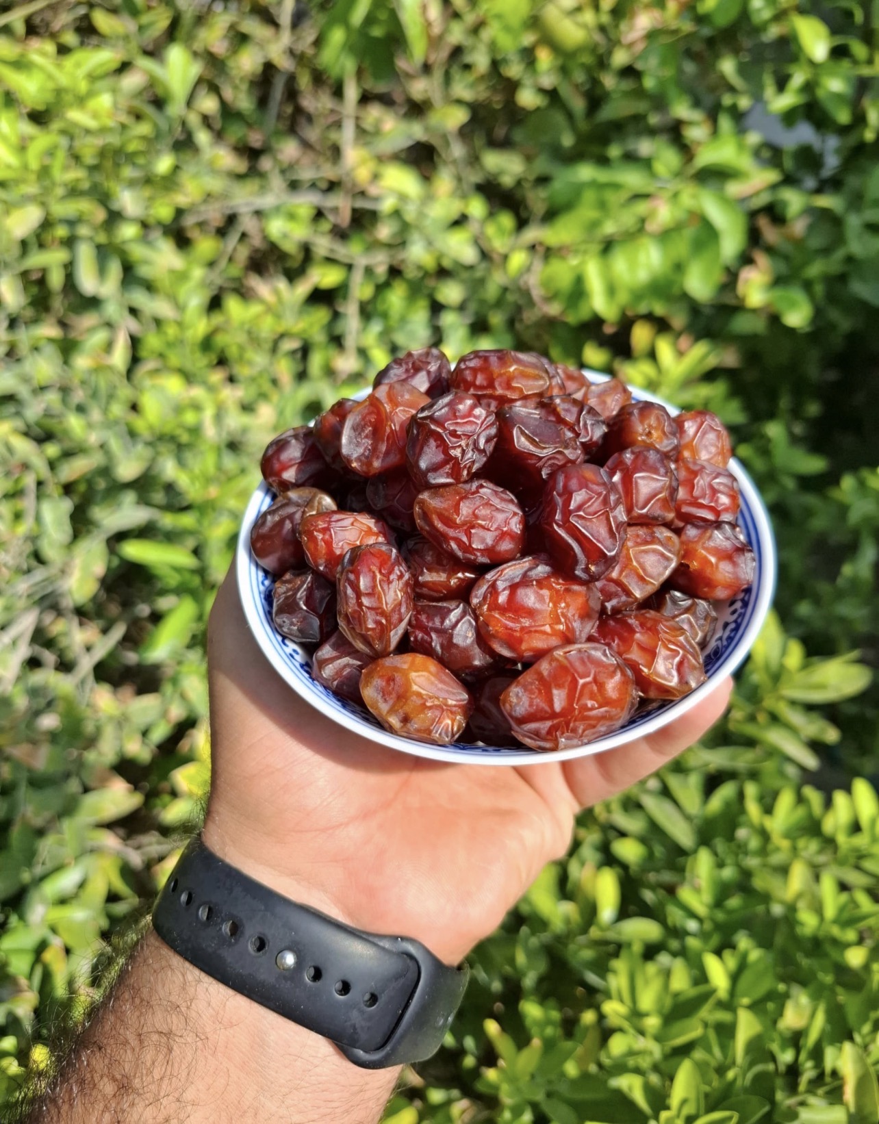 فروش خرماکبکاب