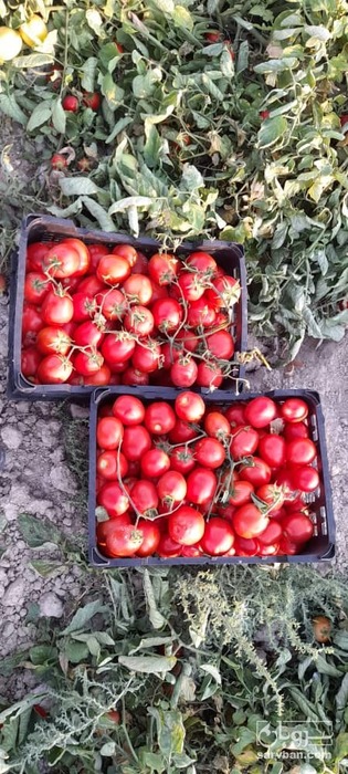 فروش گوجه فرنگی