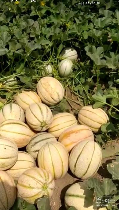 فروش خربزه جانا