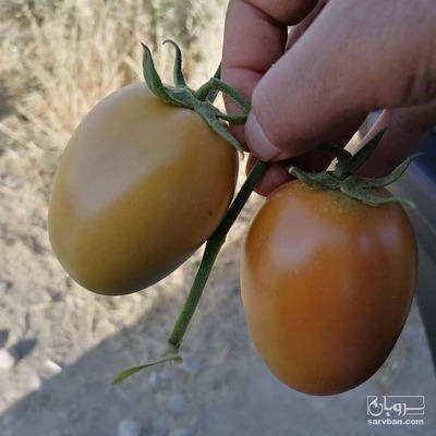 فروش گوجه فرنگی تخم مرغی