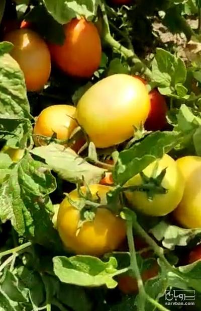 فروش گوجه فرنگی متین