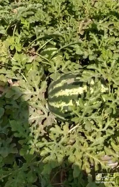 فروش هندوانه