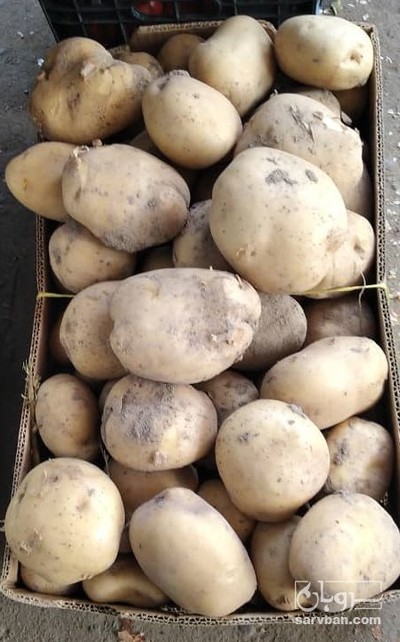 فروش سیب زمینی