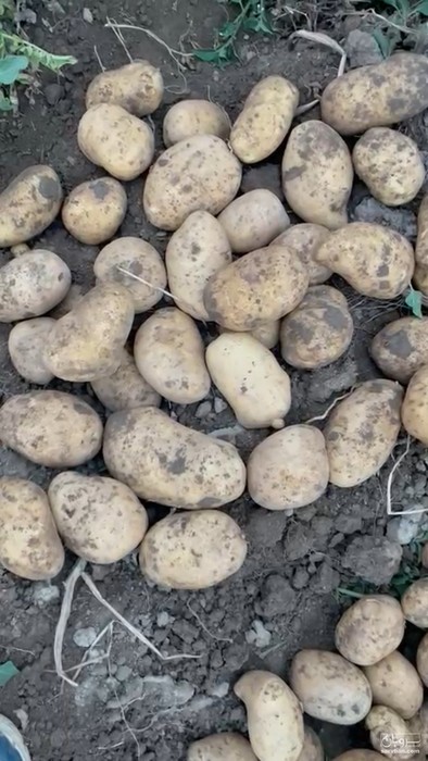 فروش سیب زمینی آگریا