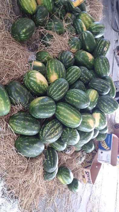 فروش هندوانه