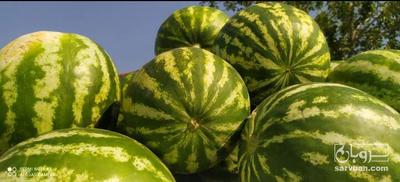 فروش هندوانه