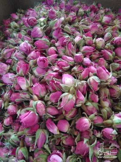 فروش غنچه گل محمدی