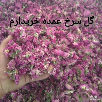 خرید گل محمدی