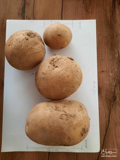 فروش سیب زمینی بامبا
