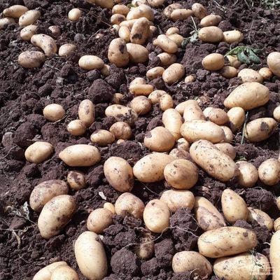 فروش سیب زمینی اگریا