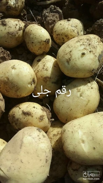 فروش سیب زمینی جلی