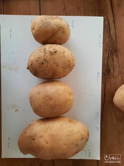 فروش سیب زمینی اسپریت