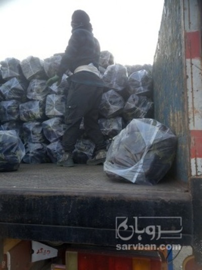 فروش بادمجان دلمه ای