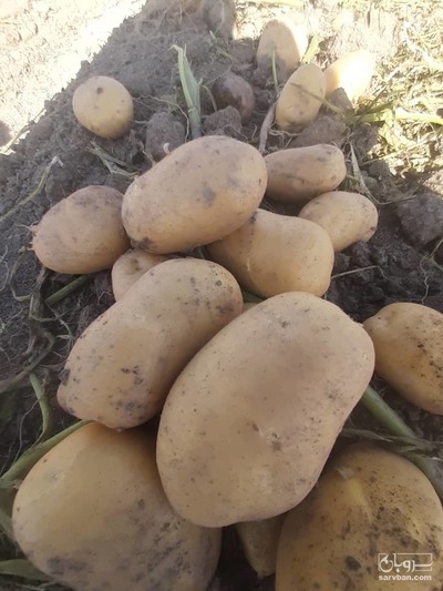 فروش سیب زمینی اگریا