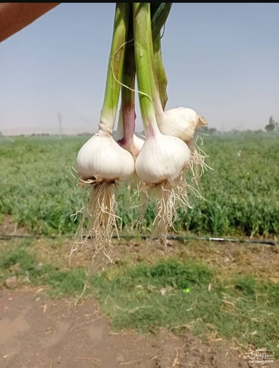 فروش سیر تازه