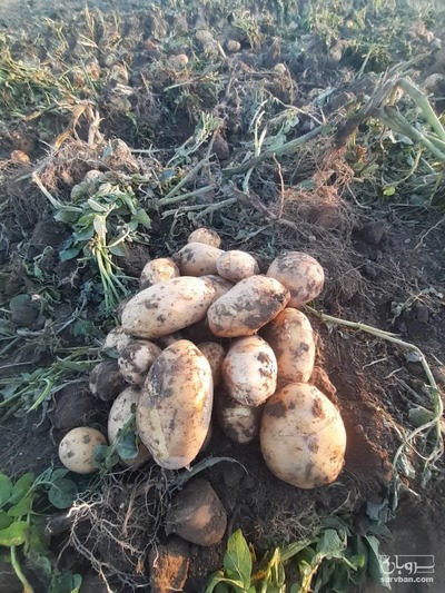 فروش سیب زمینی اگریا