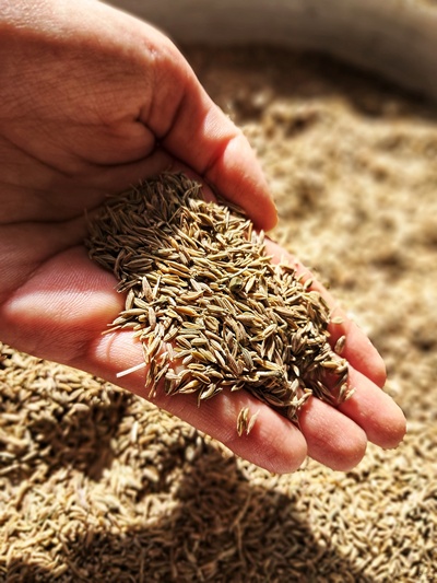 فروش پودر زیره سبز