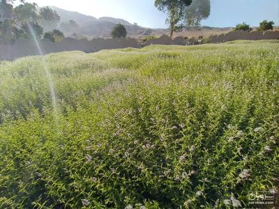 فروش نعناع