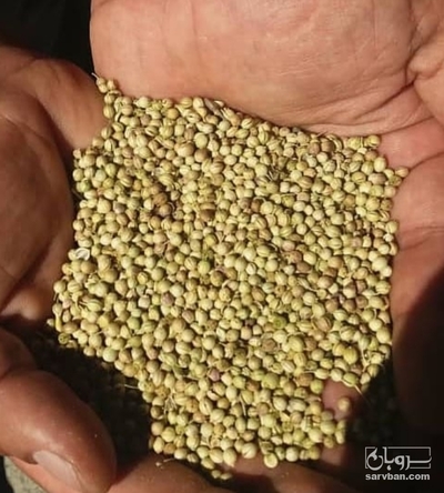 فروش تخم گشنیز