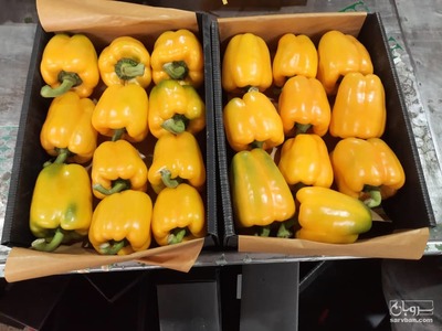 فروش فلفل دلمه ای