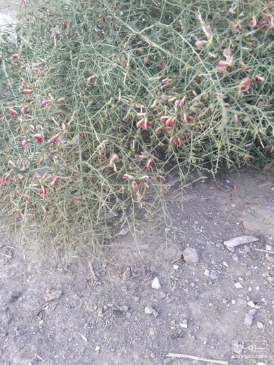 فروش خارشتر