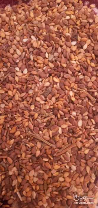 فروش کنجد قهوه ای