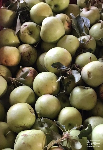 فروش سیب پادرختی 2