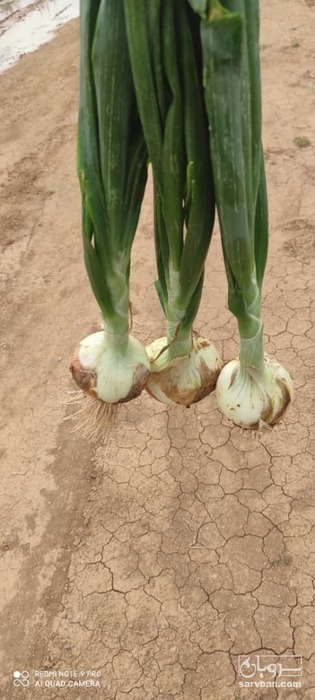 فروش پیاز زرد