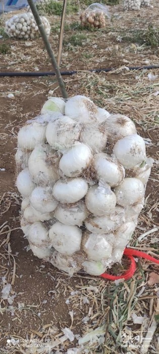 فروش پیاز سفید کله
