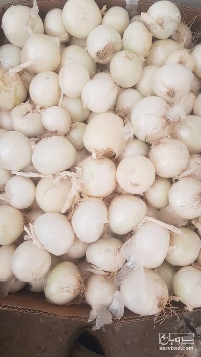 فروش پیاز سفید