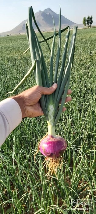 فروش پیاز قرمز