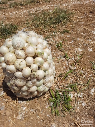 فروش پیاز سفید