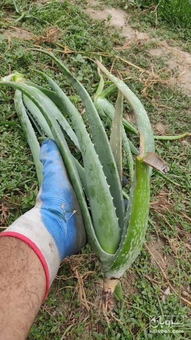 فروش آلوئه ورا پاجوش