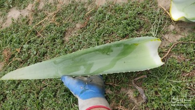 فروش آلوئه ورا برگ